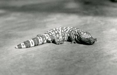 Een Gila Monster in de London Zoo, september 1923 door Frederick William Bond